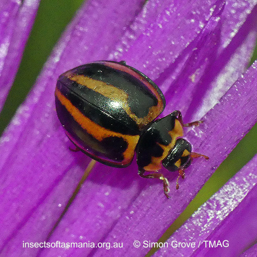 Species image
