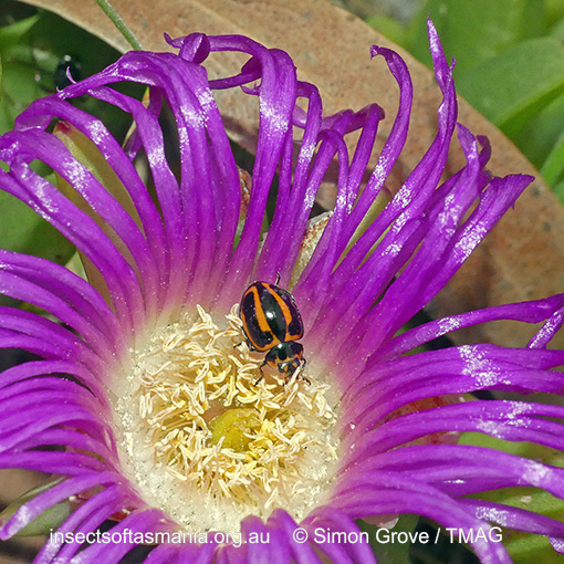 Species image