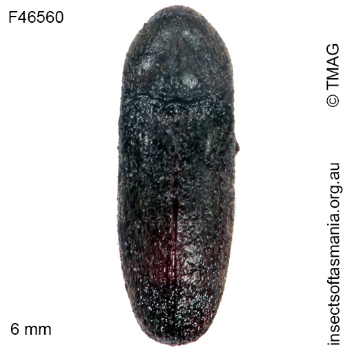 Species image