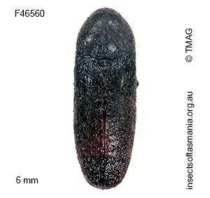 Myall clavicornis
