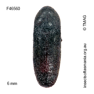 Myall clavicornis