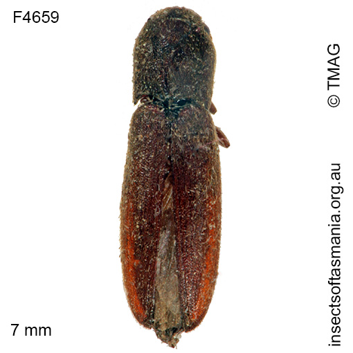 Species image