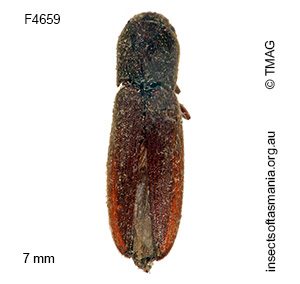 Nematodes major