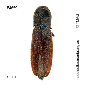 Nematodes major