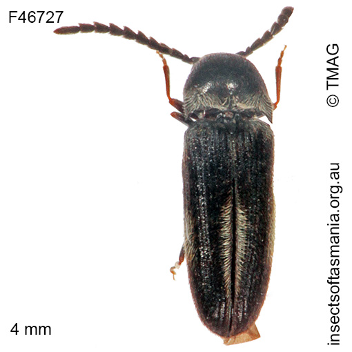 Species image