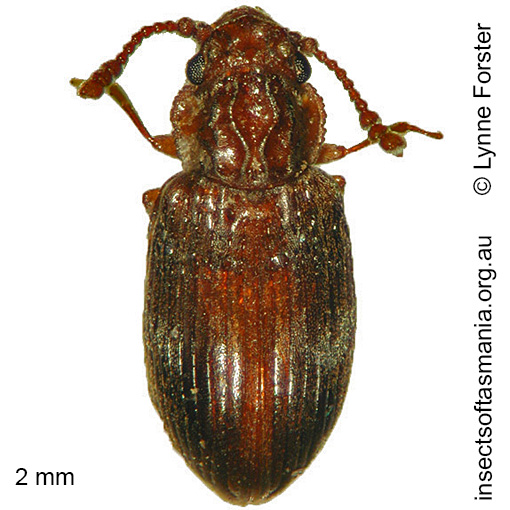 Nothoderodontus darlingtoni
