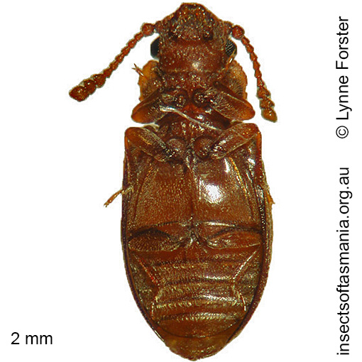 Species image