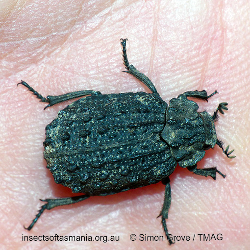 Species image