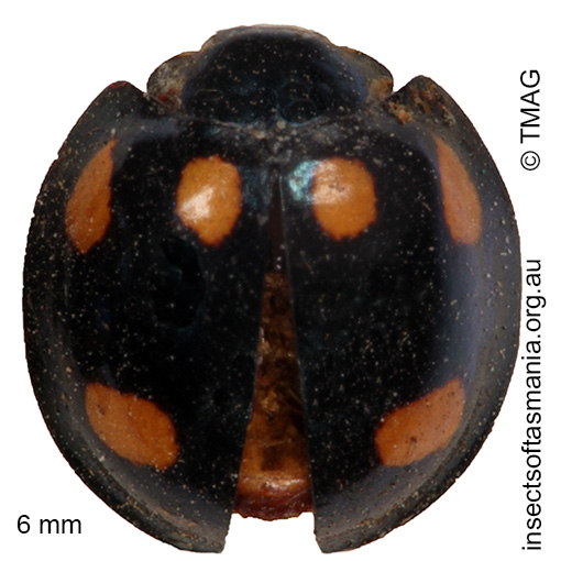 Species image