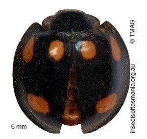 Orcus australasiae