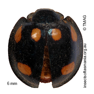 Orcus australasiae