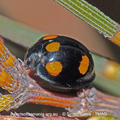 Species image