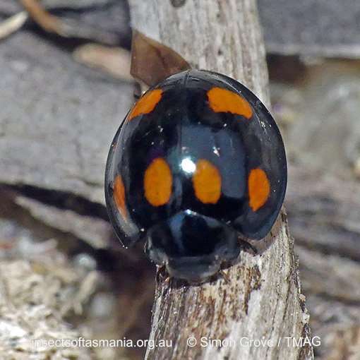 Species image