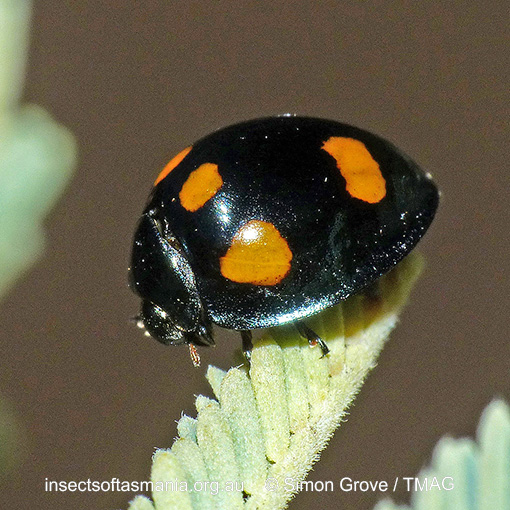 Species image