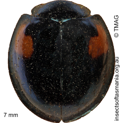 Species image