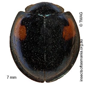 Orcus bilunulatus