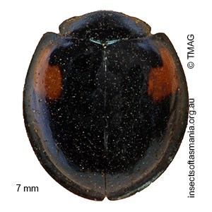 Orcus bilunulatus