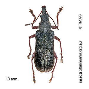 Pachyura australis