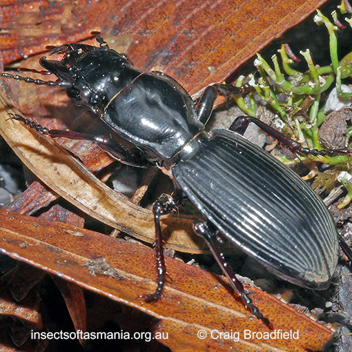 Species image