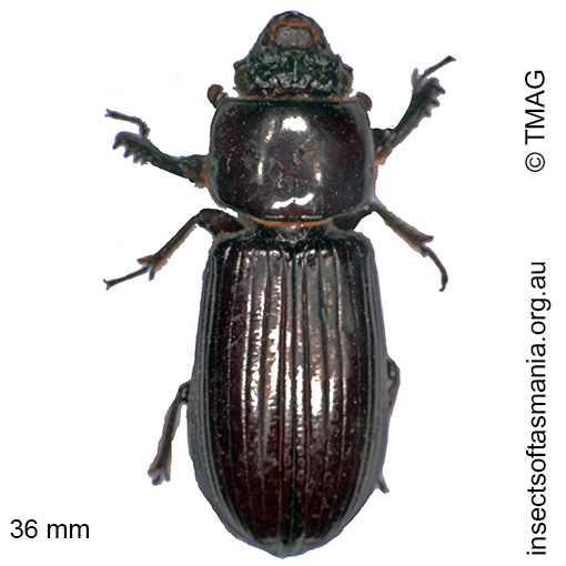 Species image