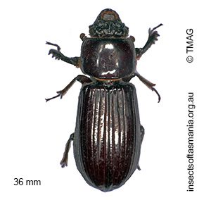 Pharochilus rugiceps