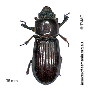 Pharochilus rugiceps