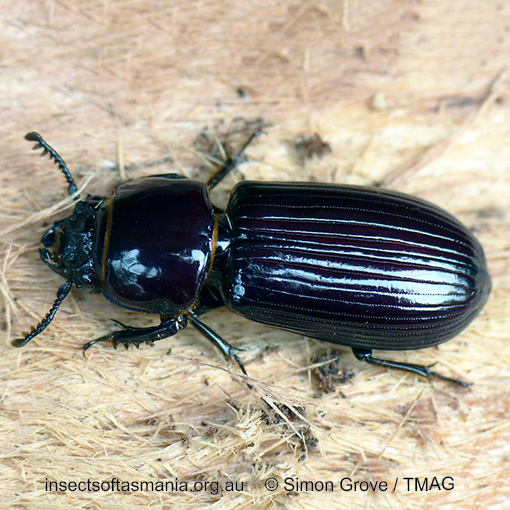 Species image