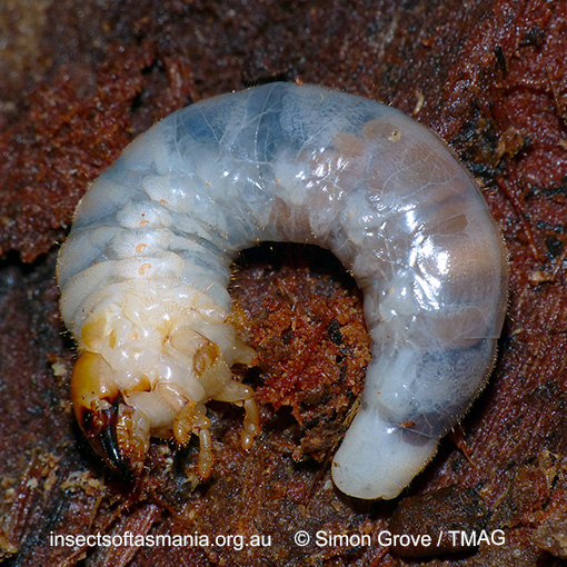 Lamprima aurata