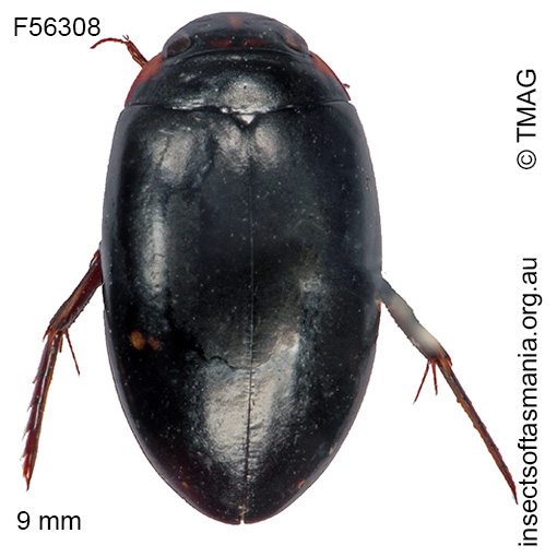 Species image