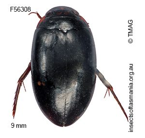 Platynectes decempunctatus