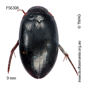 Platynectes decempunctatus