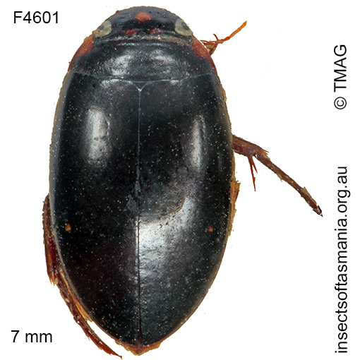 Species image