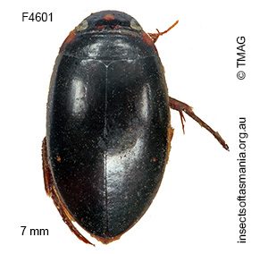 Platynectes octodecimmaculatus