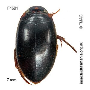 Platynectes octodecimmaculatus