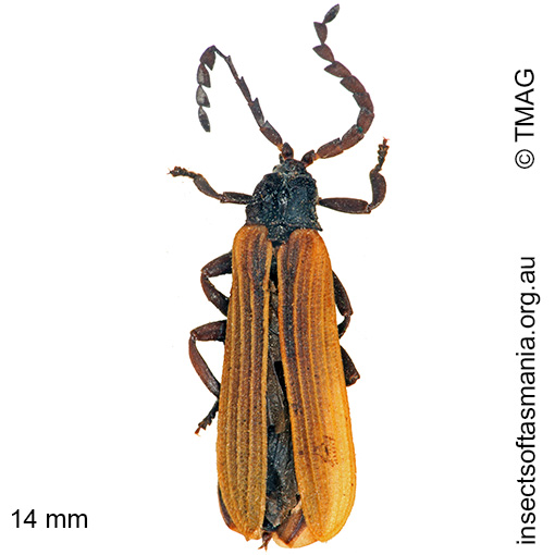 Species image