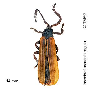 Porrostoma fuscolineatus