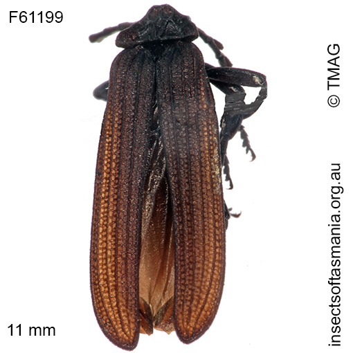 Species image