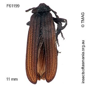 Porrostoma moerens