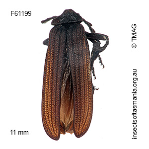 Porrostoma moerens