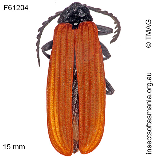 Species image