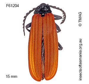 Porrostoma rhipidium