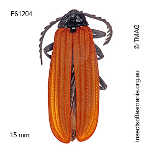 Porrostoma rhipidium