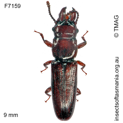 Species image