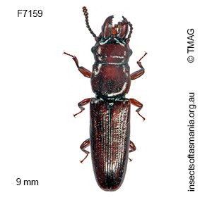 Prostomis gladiator
