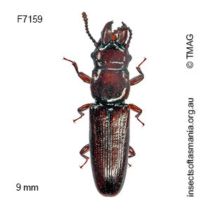 Prostomis gladiator