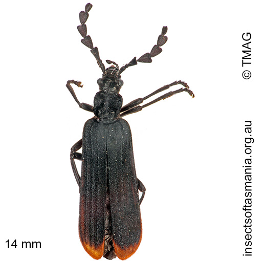 Species image