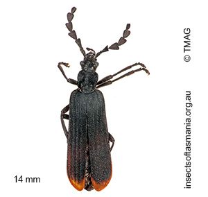 Pseudolycus haemorrhoidalis