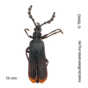 Pseudolycus haemorrhoidalis