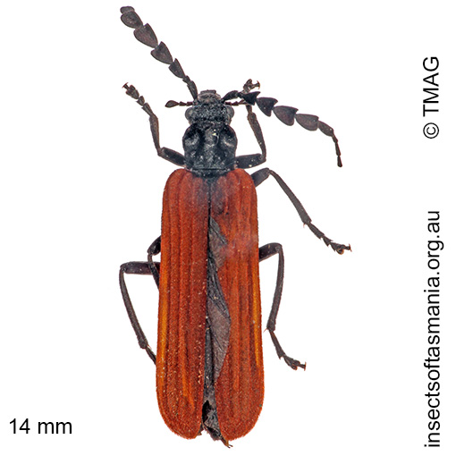 Species image