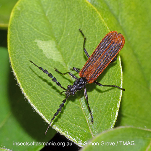 Species image